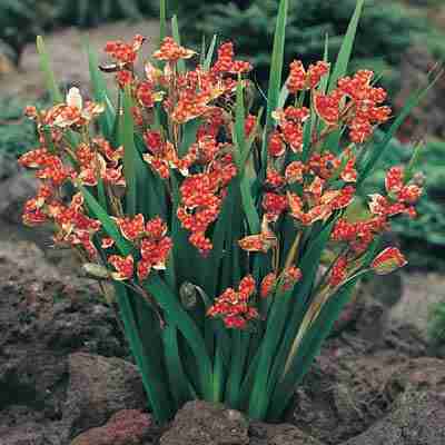  Image name: iris4.jpg 
 width: 400 pixel 
 height: 400 pixel 
 Size: 14792 bytes 
 Click to enlarge 